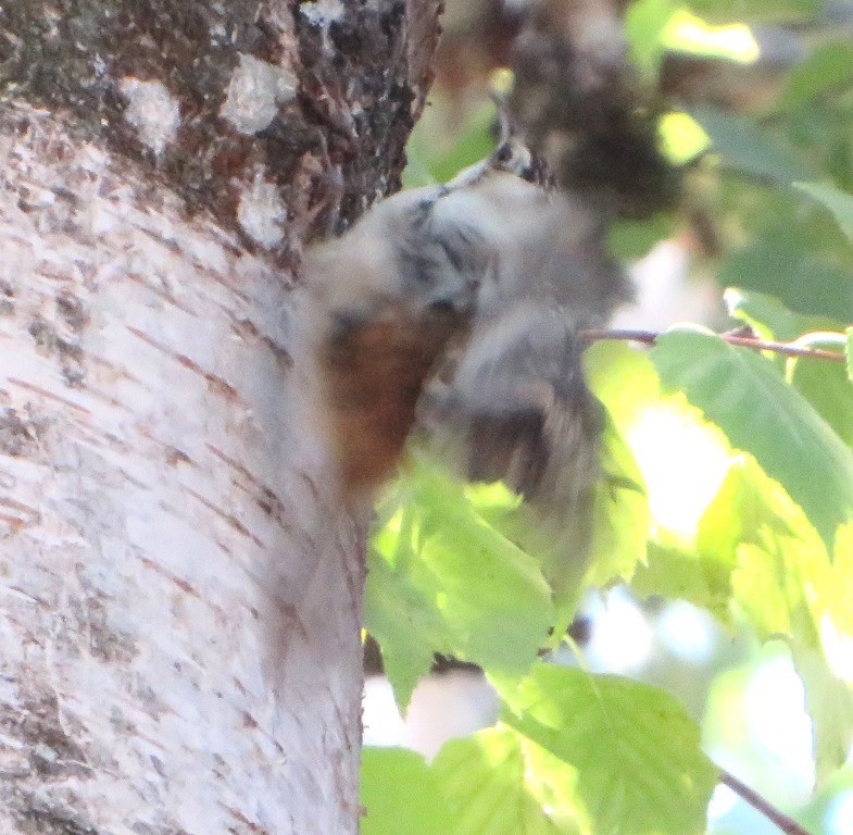 Brown Creeper - ML641145094