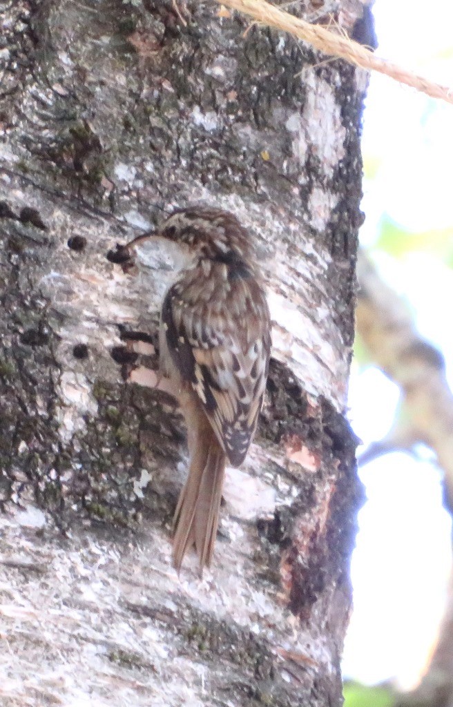 Brown Creeper - ML641145095