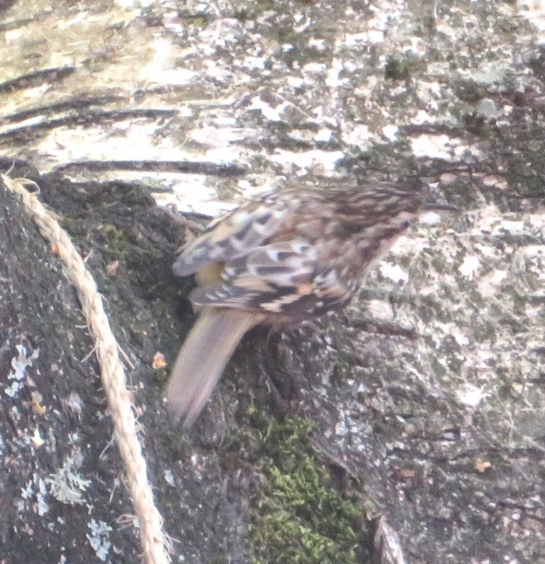 Brown Creeper - ML641145096