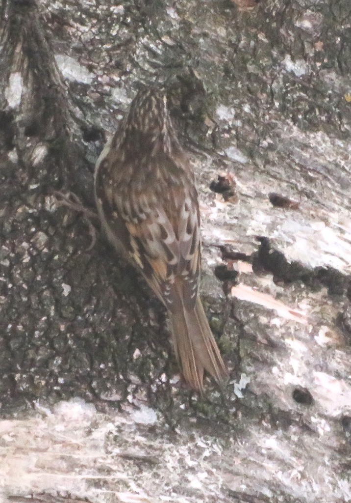 Brown Creeper - ML641145097