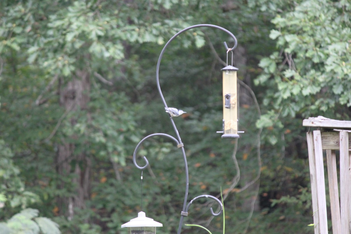 White-breasted Nuthatch - ML641145099
