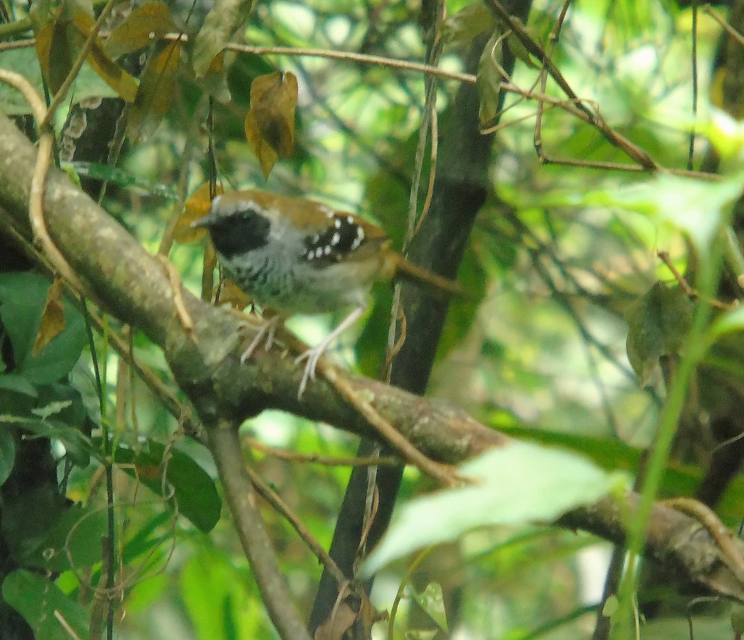 Squamate Antbird - ML641145156