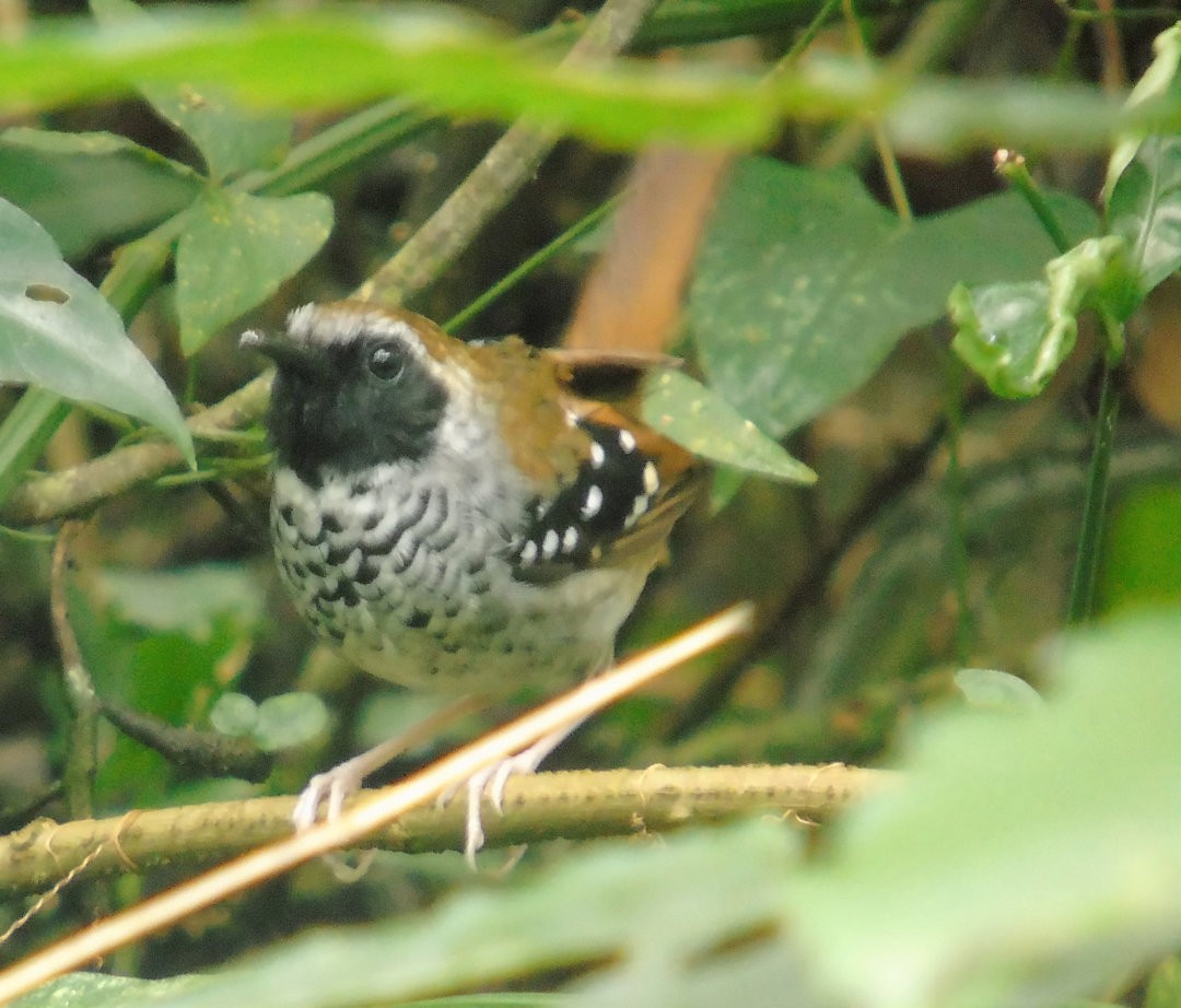 Squamate Antbird - ML641145157