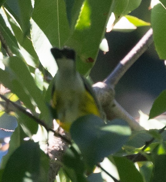 Magnolia Warbler - ML641145163