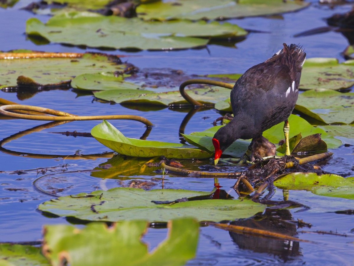 Common Gallinule - ML641145179