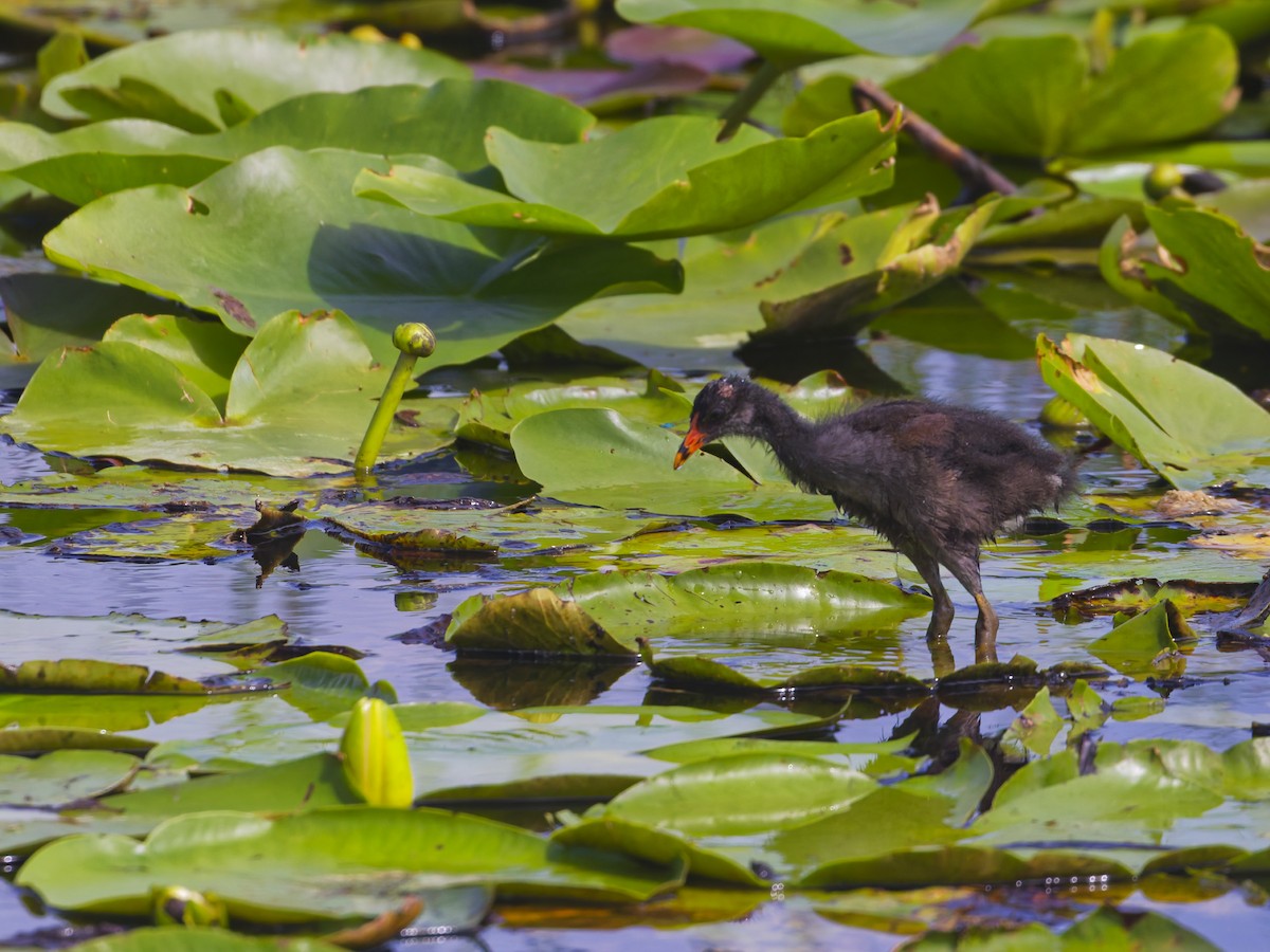 Common Gallinule - ML641145180