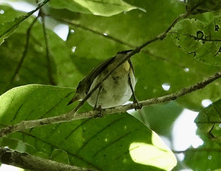 Braunscheitel-Brillenvogel (fuscifrons) - ML641145187