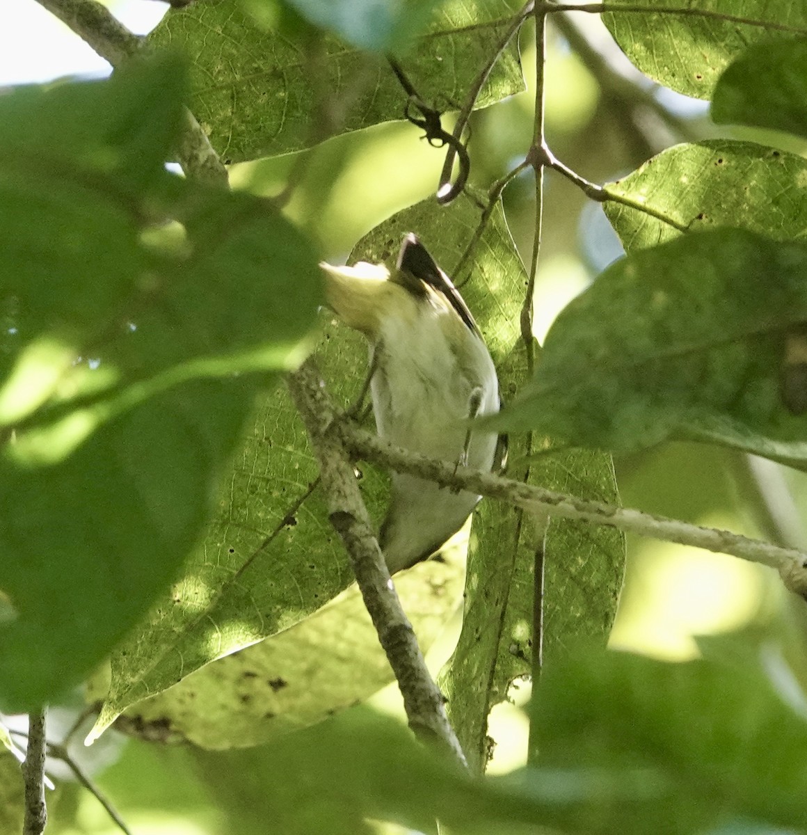 Braunscheitel-Brillenvogel (fuscifrons) - ML641145189