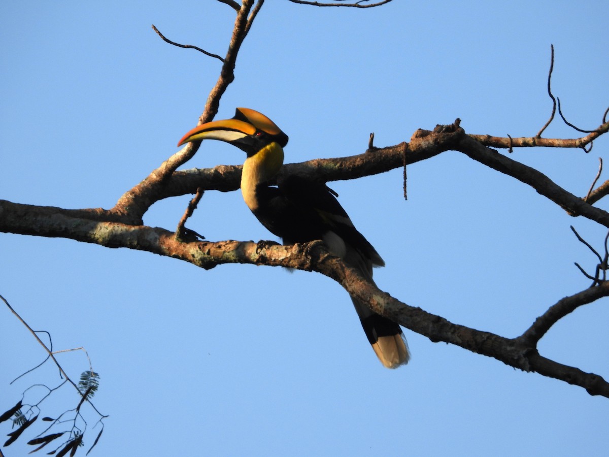Great Hornbill - ML641145204