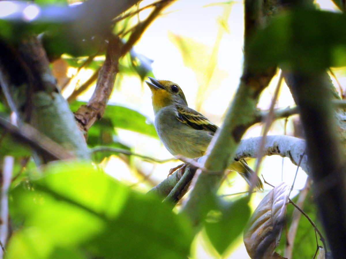 Wing-barred Piprites - ML641145243