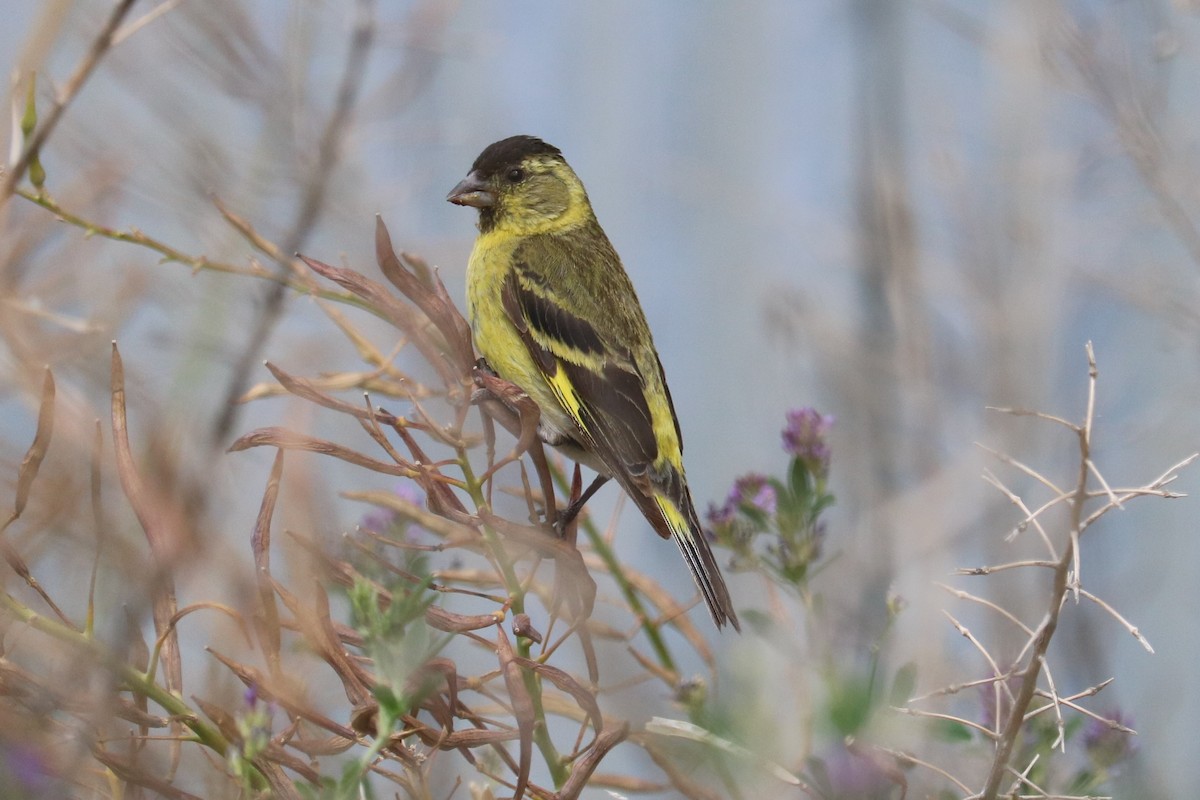 Black-chinned Siskin - ML641145252
