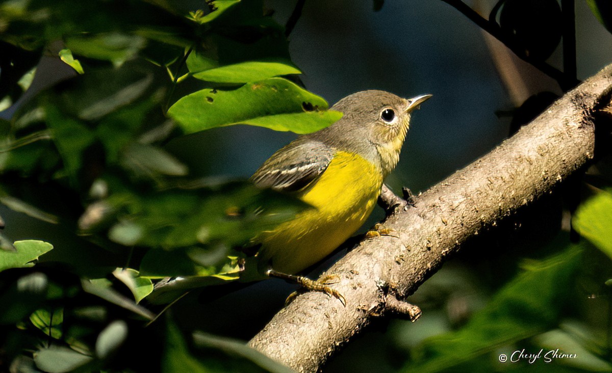 Magnolia Warbler - ML641145265