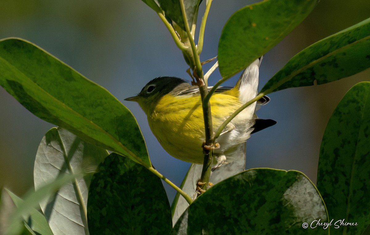 Magnolia Warbler - ML641145267