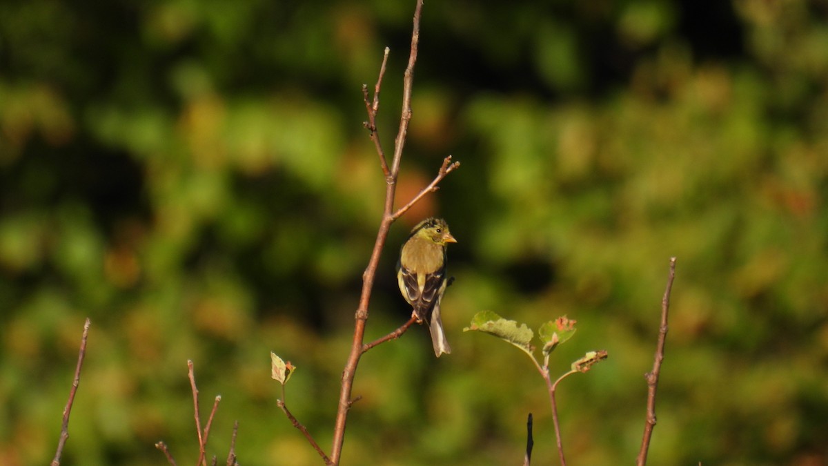 American Goldfinch - ML641145277