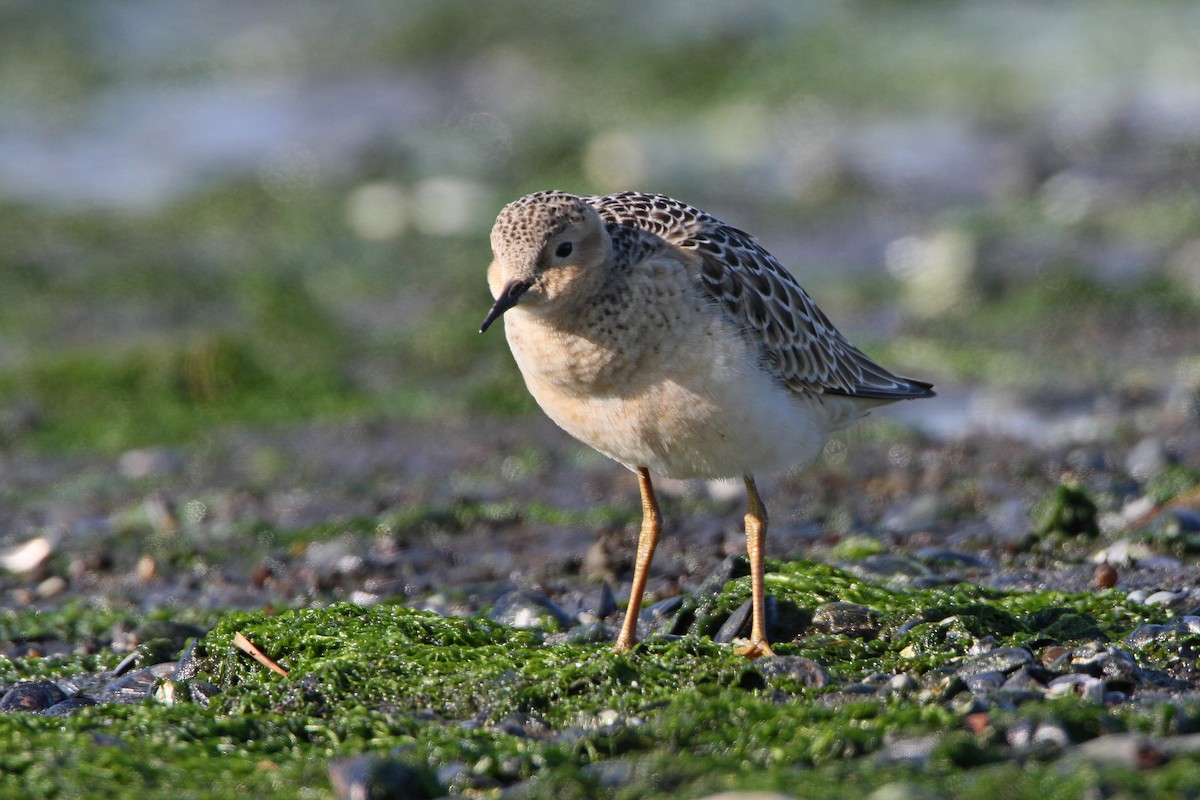 Buff-breasted Sandpiper - ML641145300