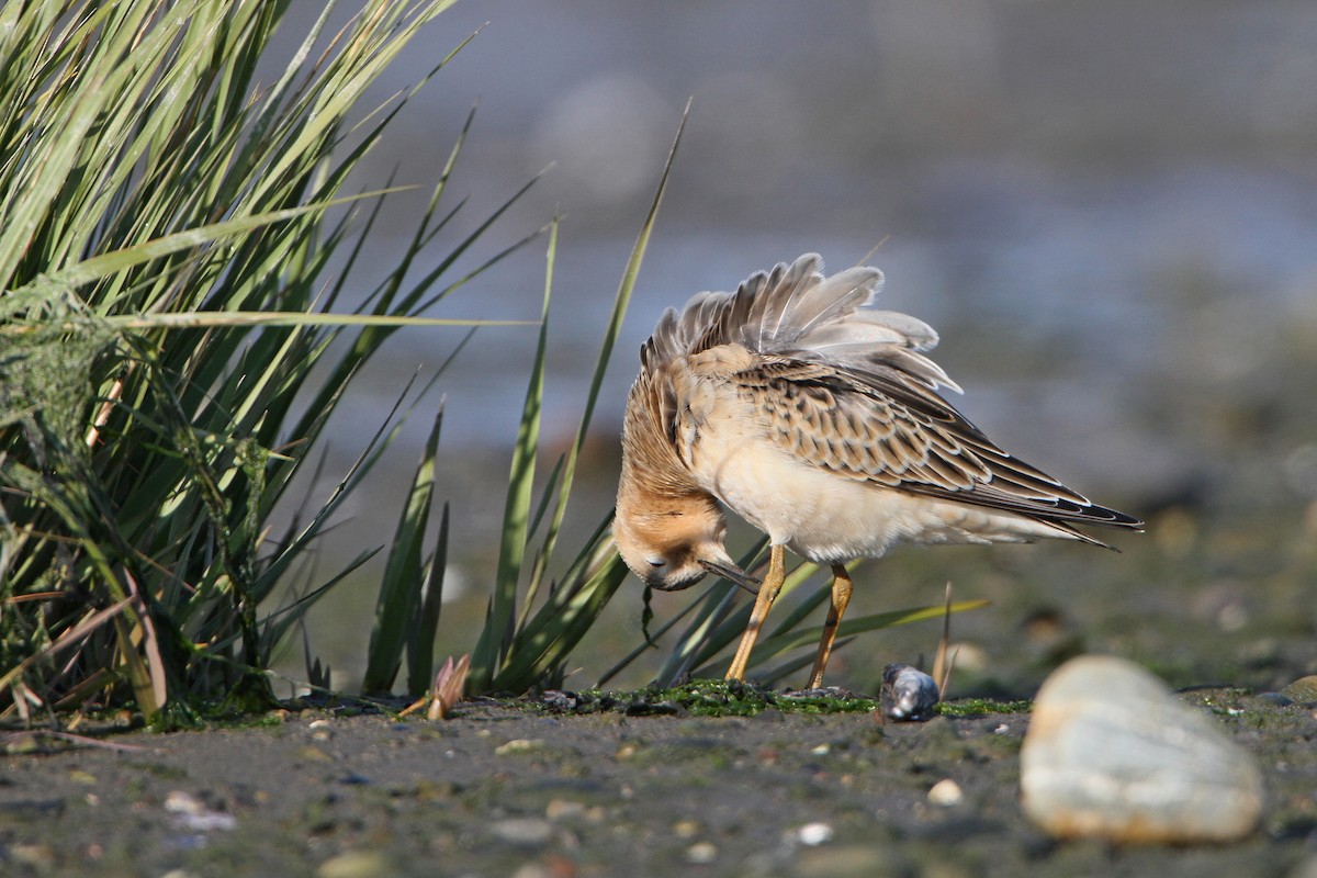 Buff-breasted Sandpiper - ML641145301