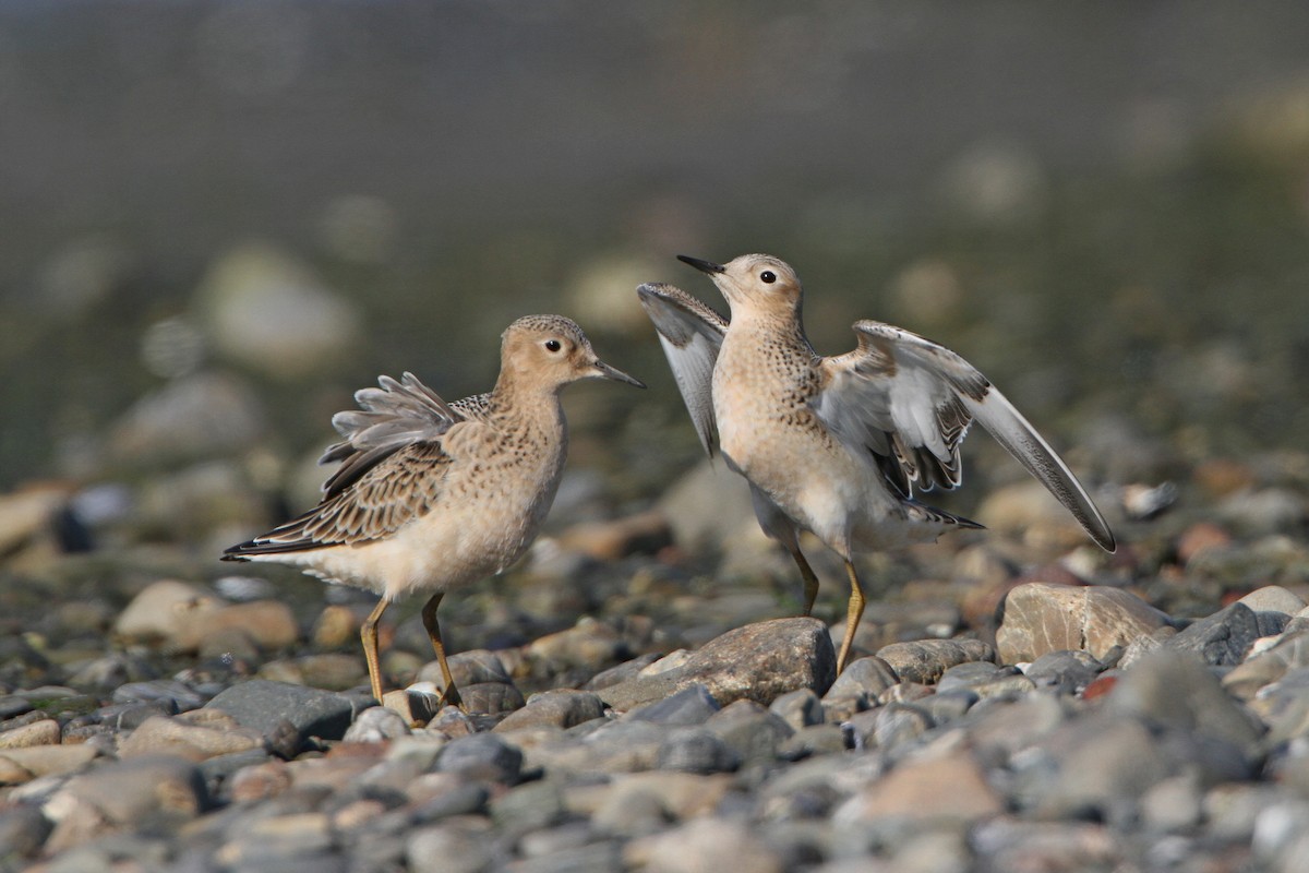 Buff-breasted Sandpiper - ML641145302
