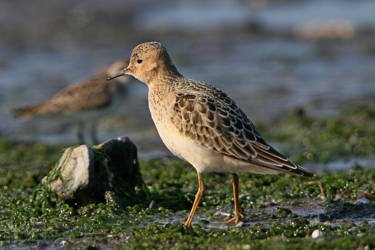 Buff-breasted Sandpiper - ML641145303