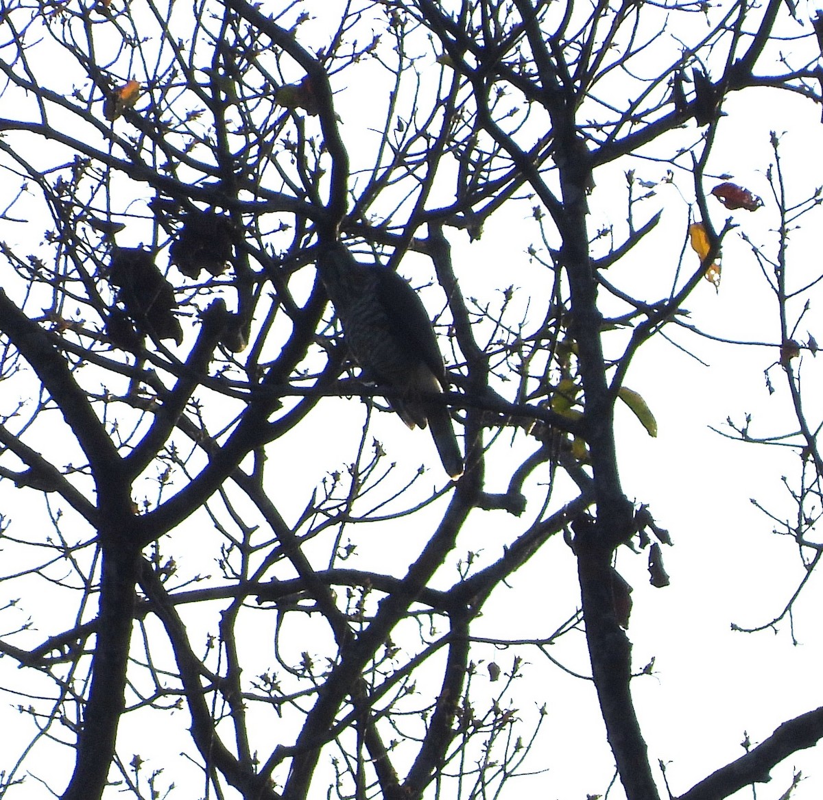 Crested Goshawk - ML641145332