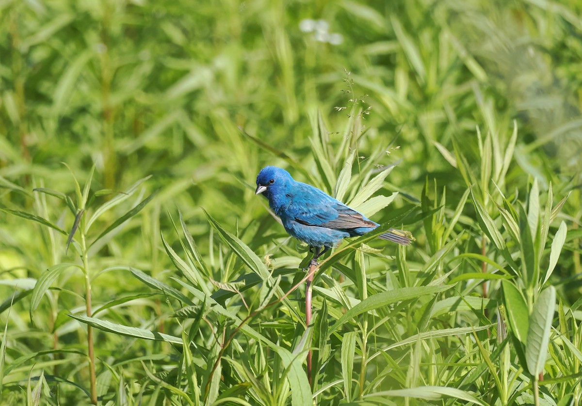 Indigo Bunting - ML641145341