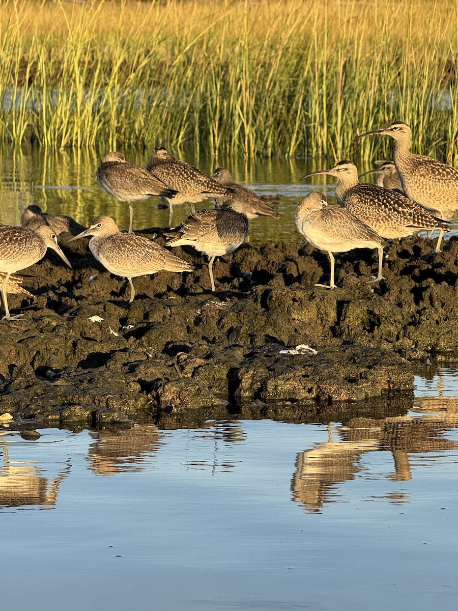 Willet - ML641145354