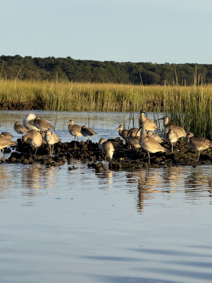 American Herring Gull - ML641145380