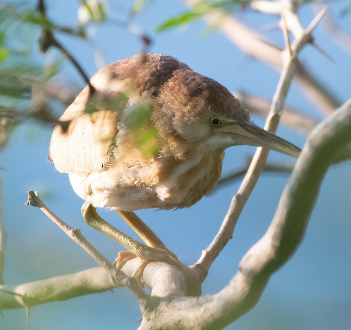 Least Bittern - ML641145384