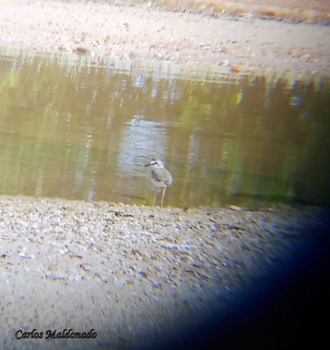 Collared Plover - ML641145387