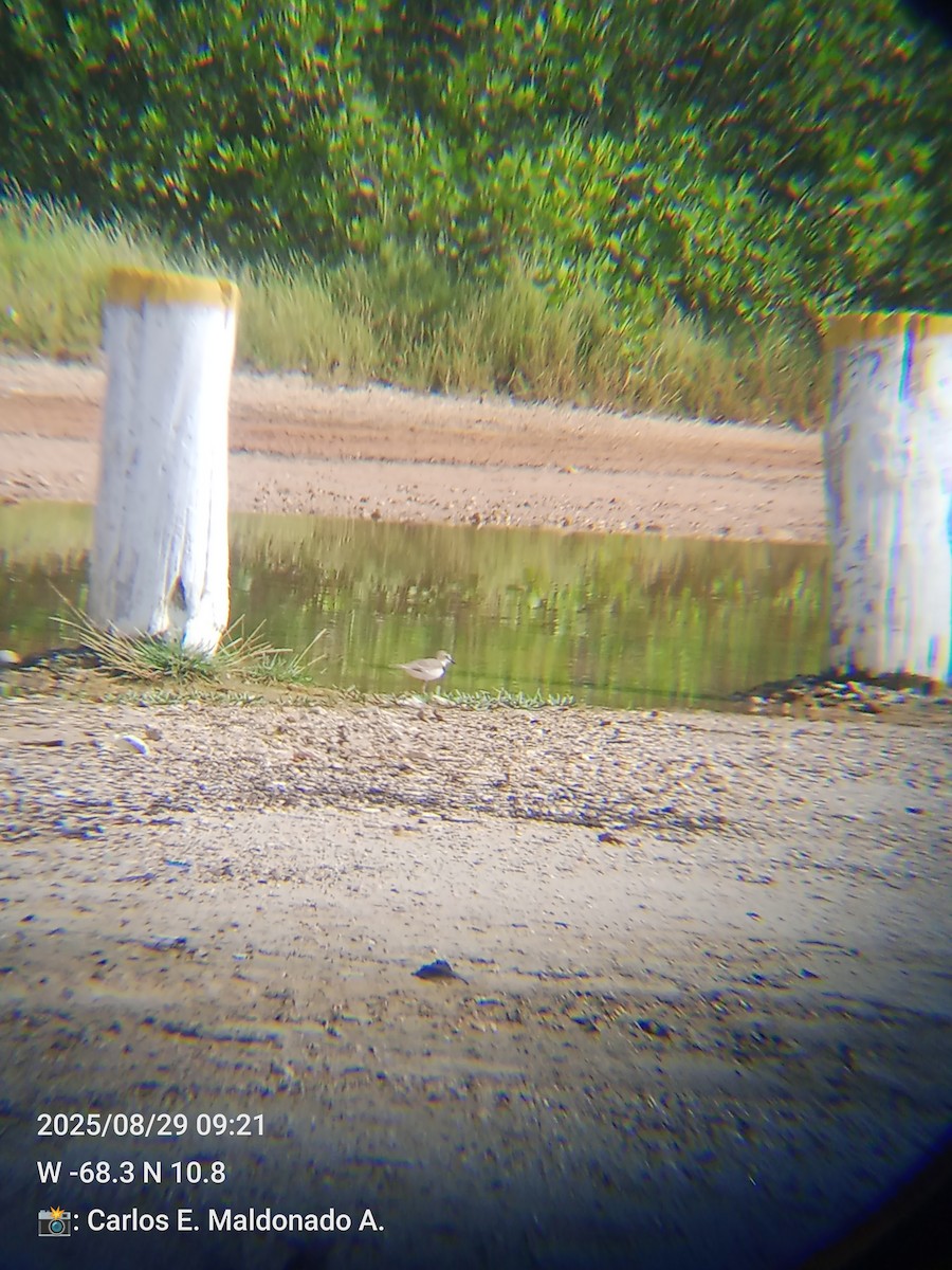 Collared Plover - ML641145388