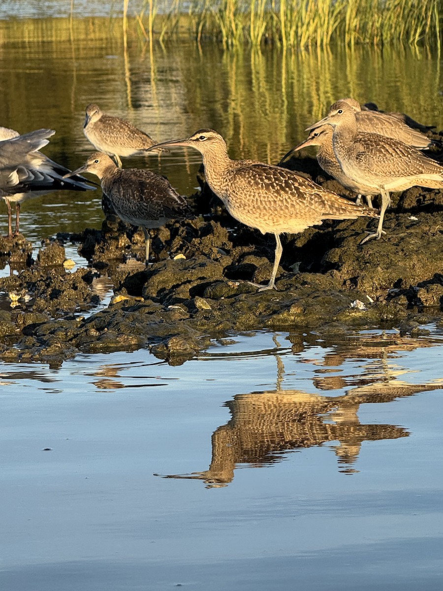 Willet - ML641145431