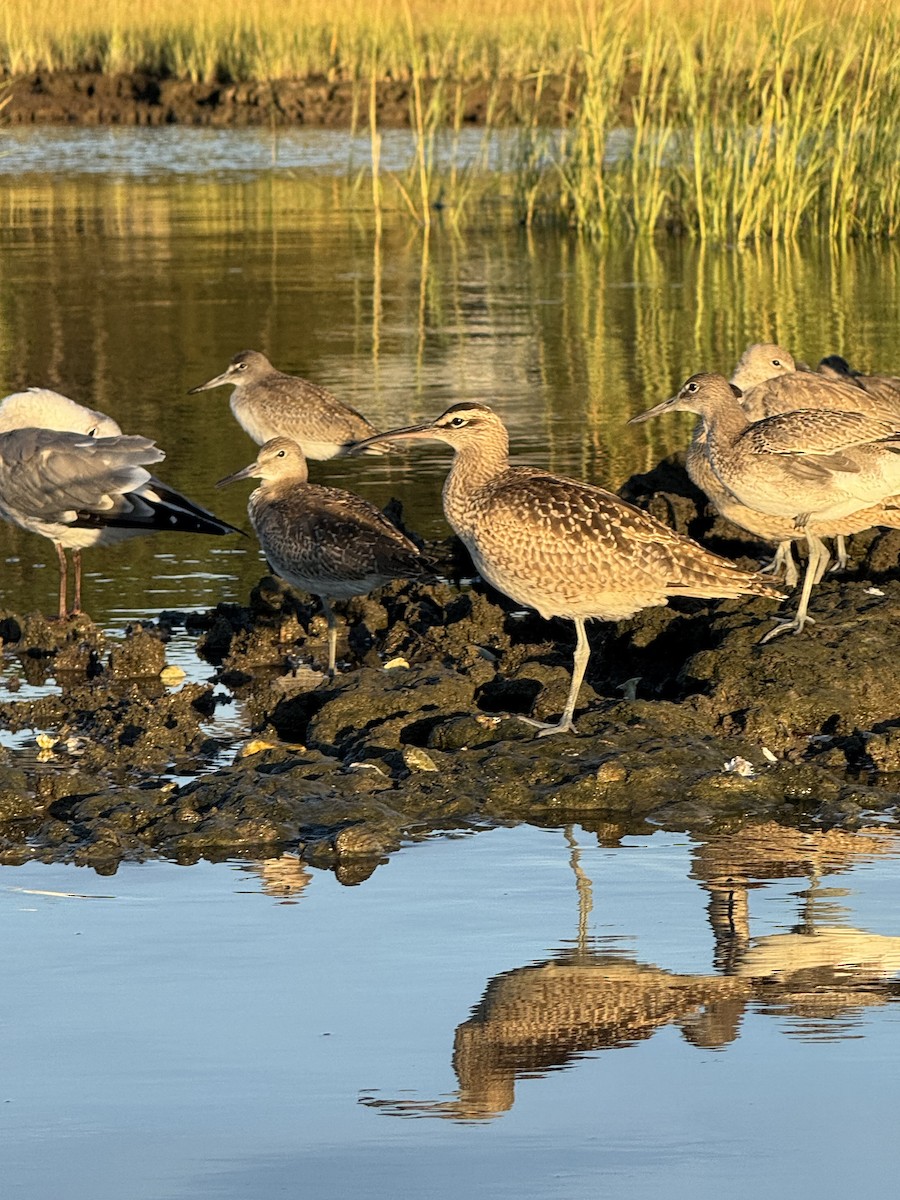 Willet - ML641145432