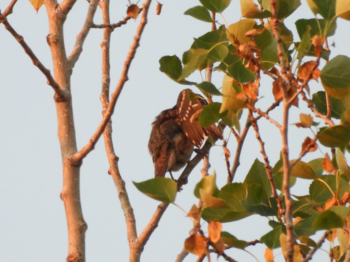 Black-headed Grosbeak - ML641145443