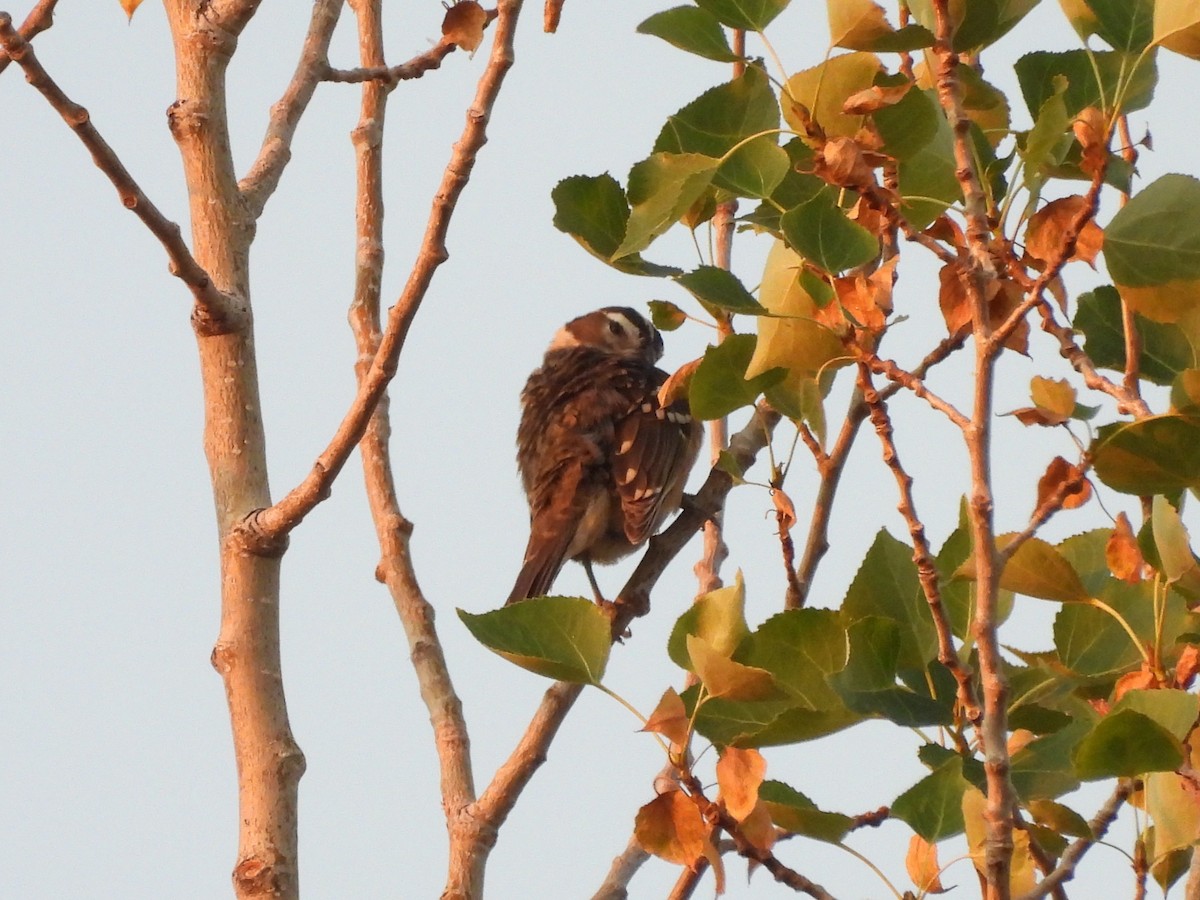 Black-headed Grosbeak - ML641145444
