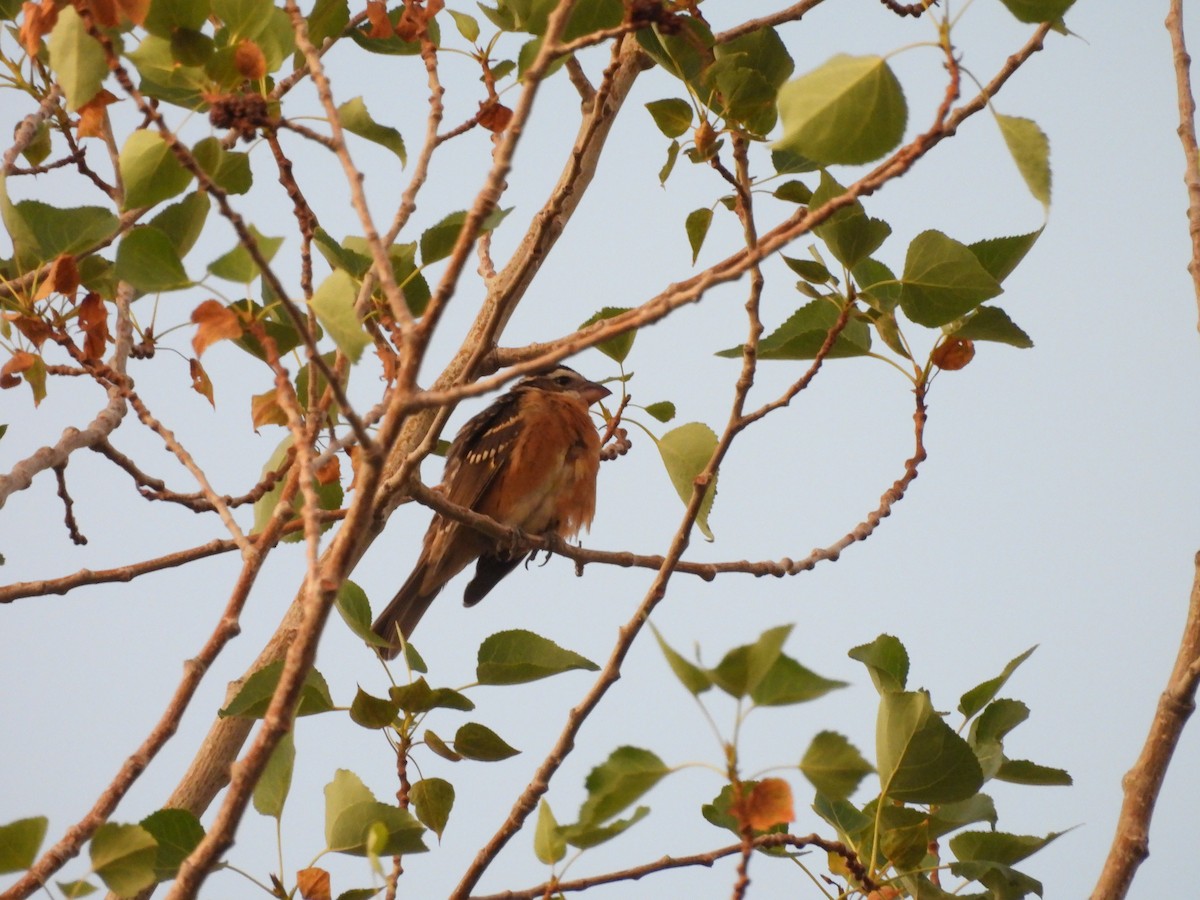 Black-headed Grosbeak - ML641145445