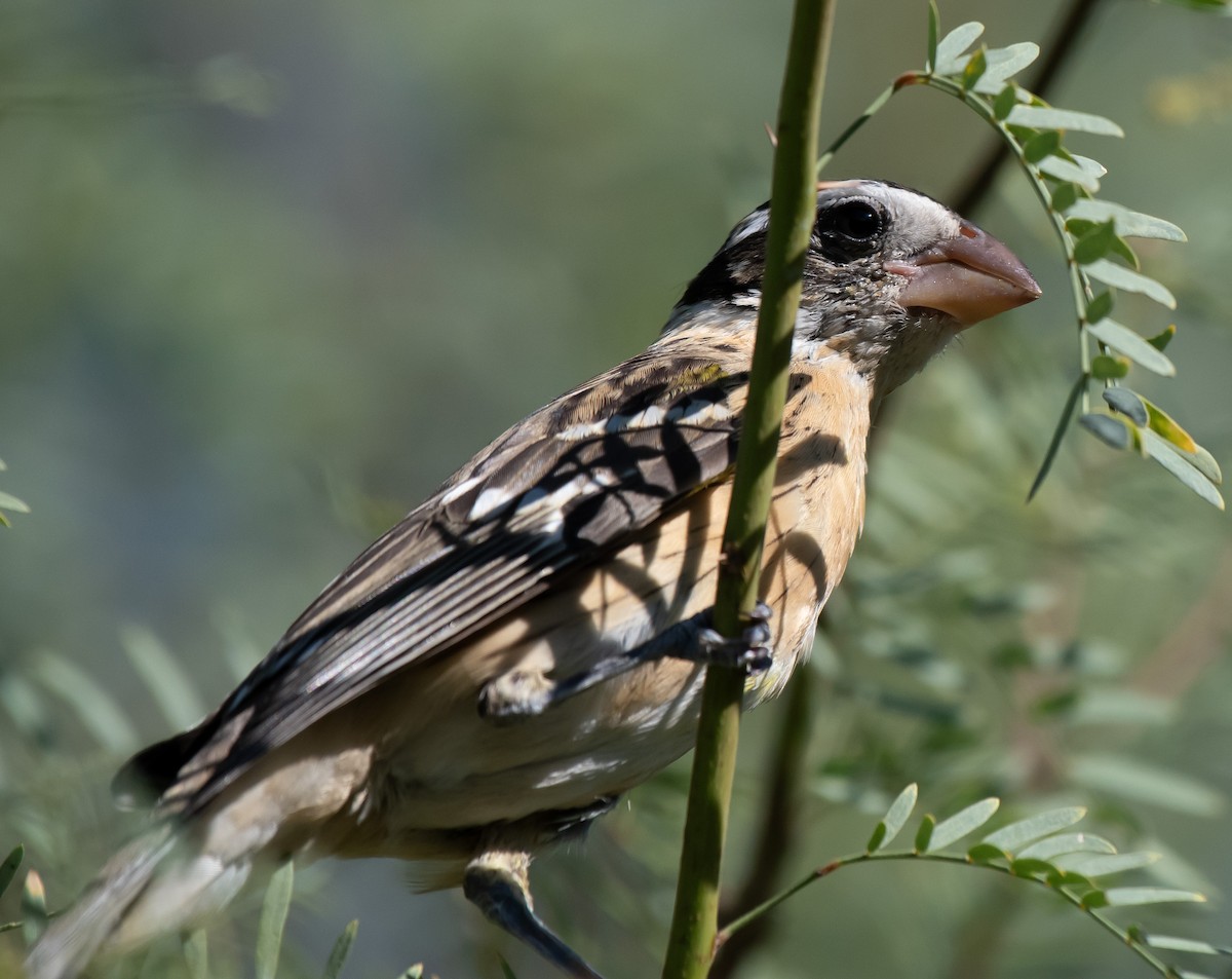 Black-headed Grosbeak - ML641145456