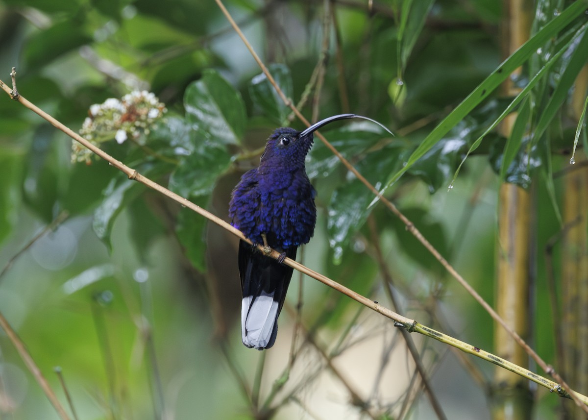 Violet Sabrewing - ML641145469