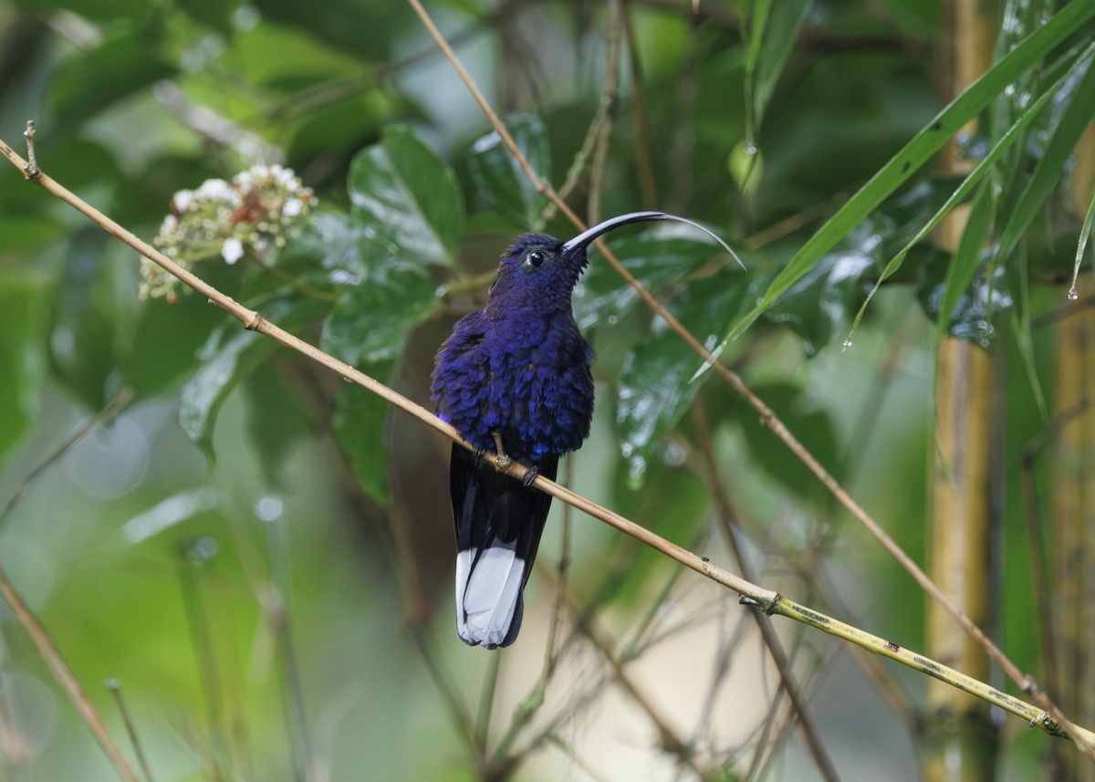 Violet Sabrewing - ML641145470