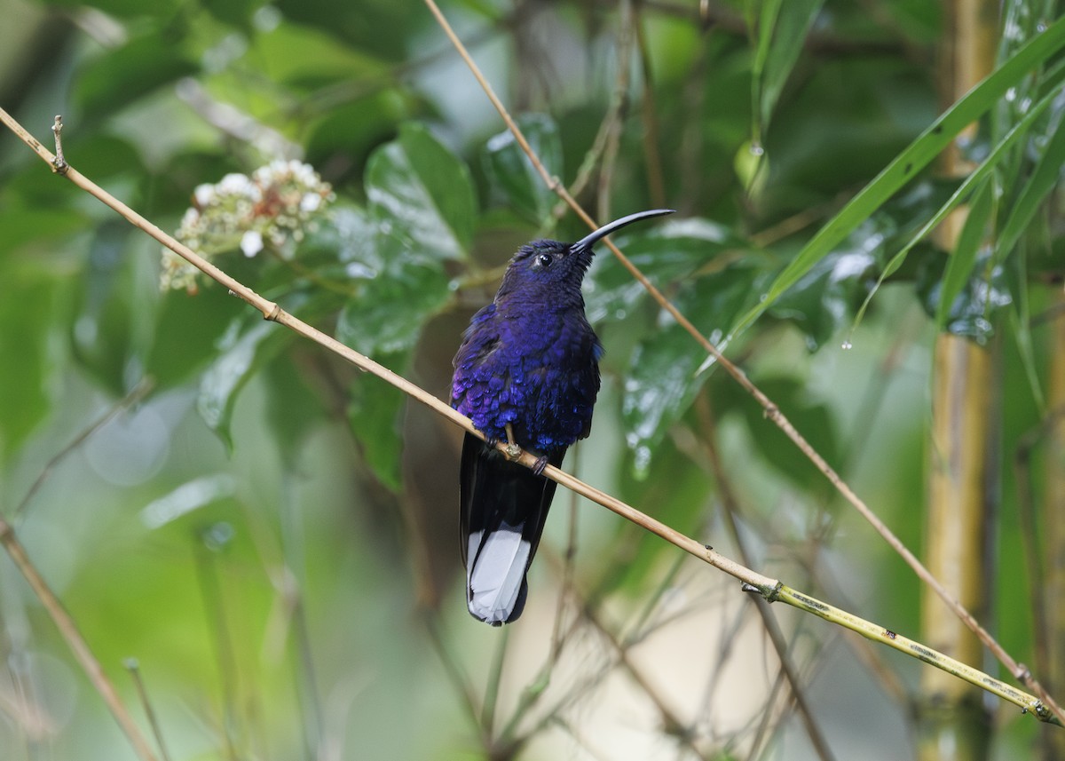 Violet Sabrewing - ML641145471