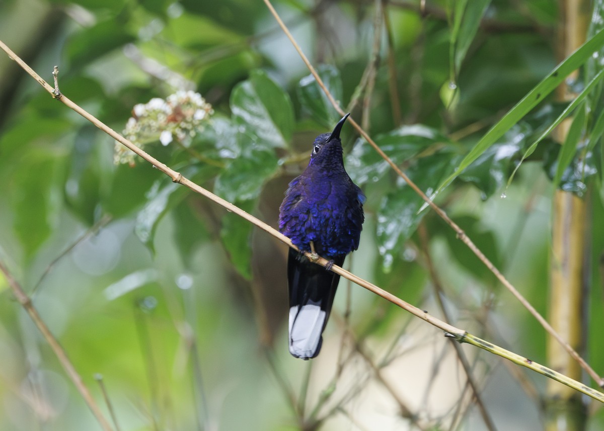 Violet Sabrewing - ML641145473