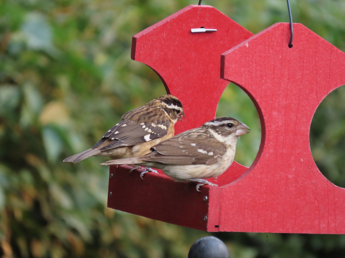 Rose-breasted Grosbeak - ML641145479