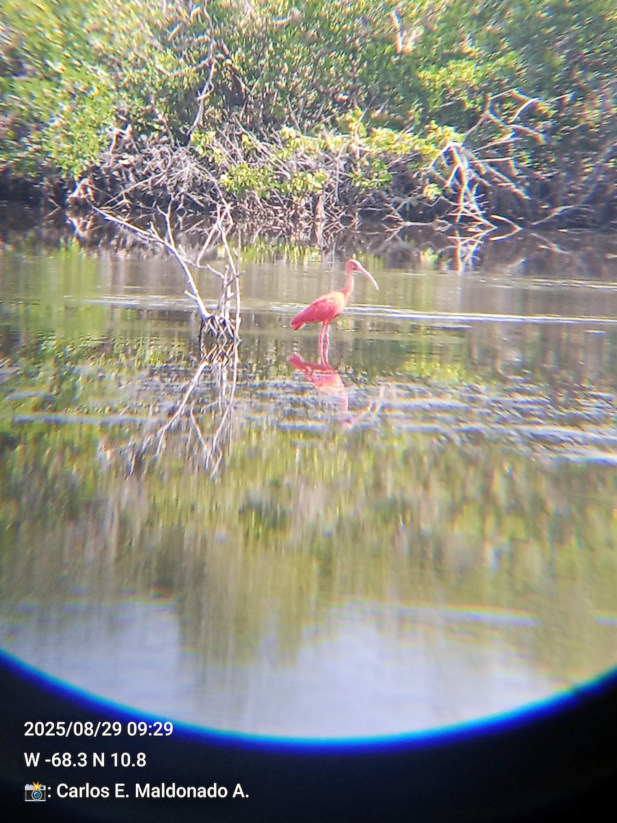 Scarlet Ibis - ML641145480