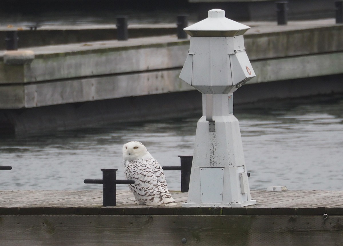 Snowy Owl - ML641145520