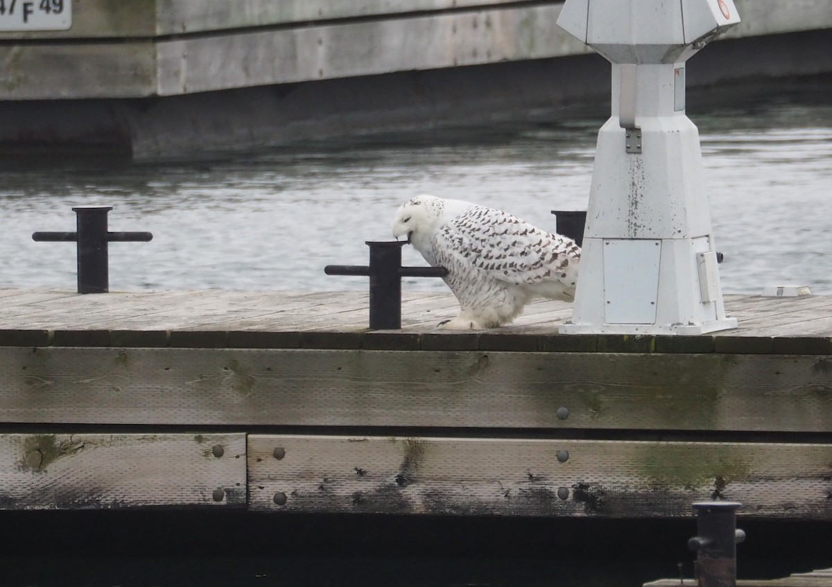 Snowy Owl - ML641145522