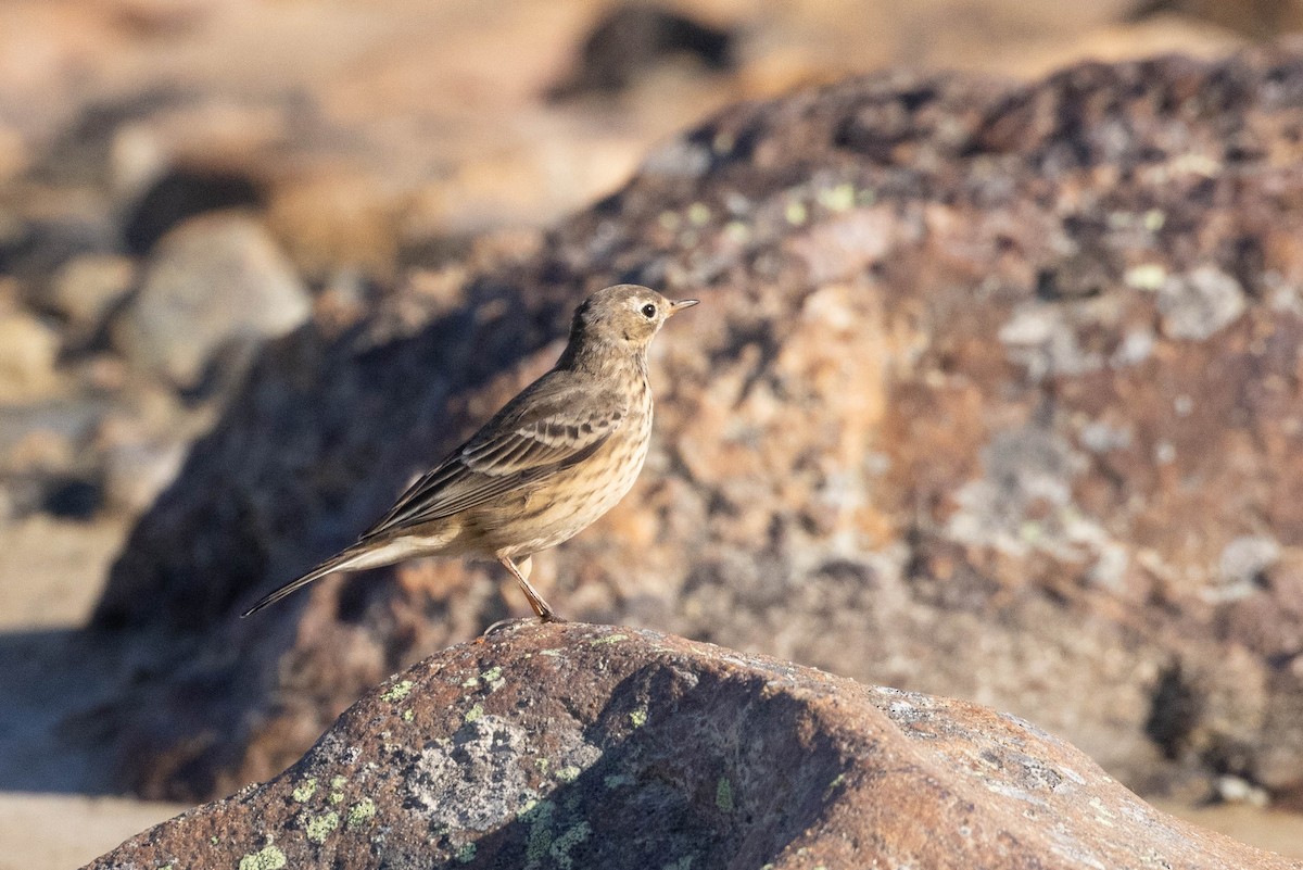 American Pipit - ML641145543