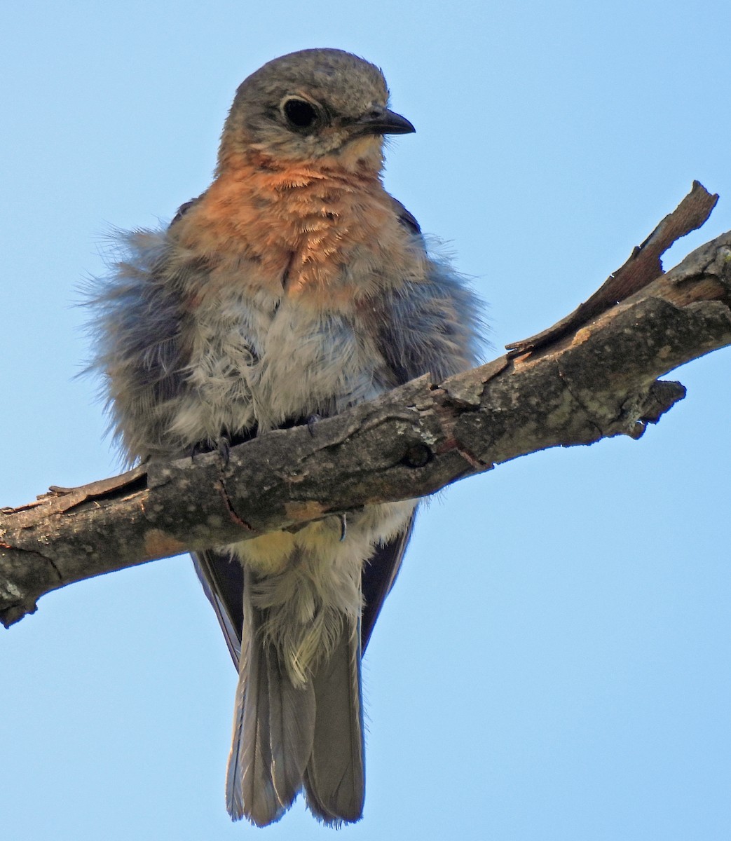Eastern Bluebird - ML641145553