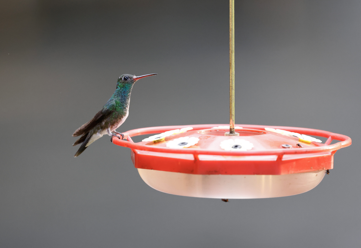 Glittering-throated Emerald - ML641145563