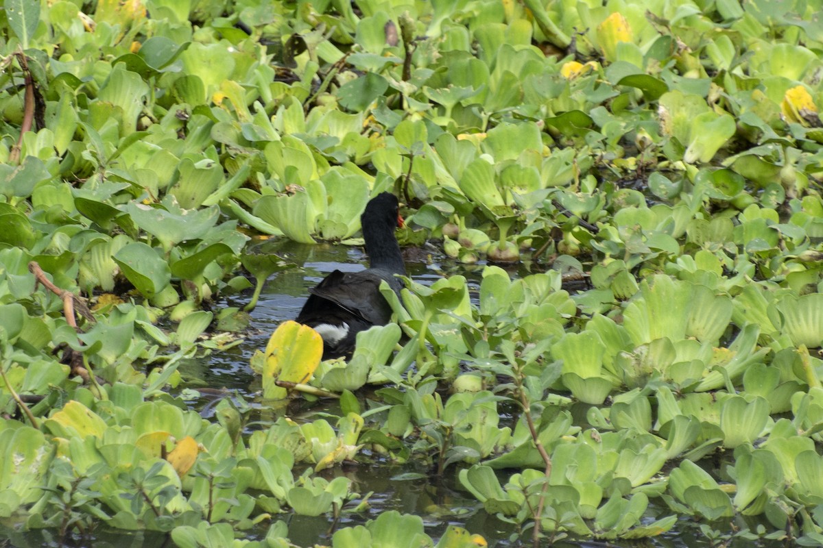Common Gallinule - ML641145618