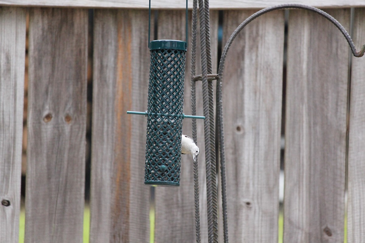 White-breasted Nuthatch - ML641145620