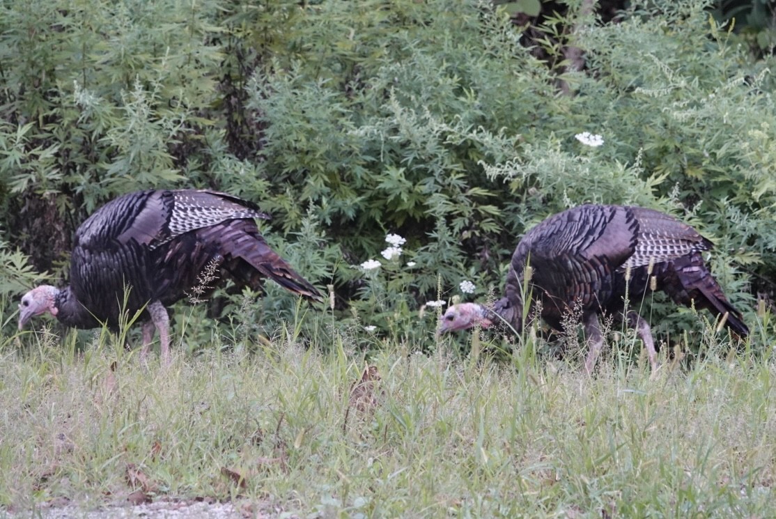 Wild Turkey - ML641145636