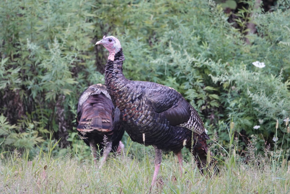 Wild Turkey - ML641145637